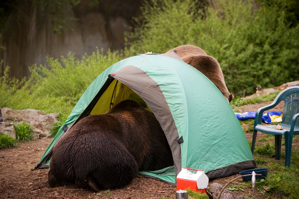 Bears rummaging through a tent 