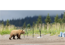 Load image into Gallery viewer, A Bear Sentry electric fence protecting a food cache, approached by a brown bear in Alaska