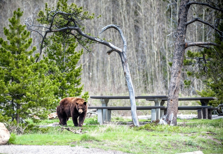 Anyone for an electric bear fence?