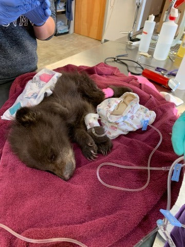 Supporting Grizzly rehab and release