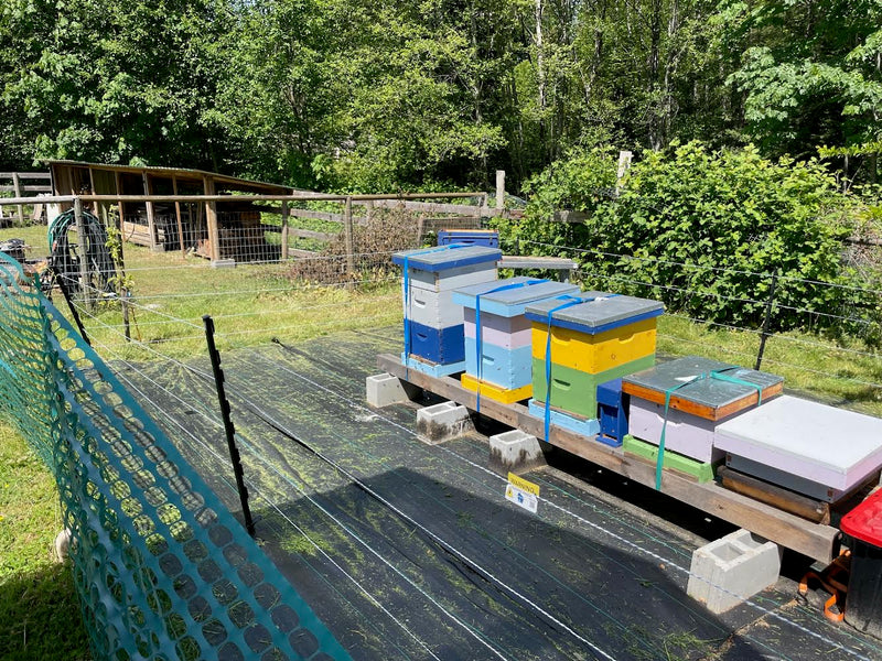 A “bear mat” for your bee keeping Bear Sentry.