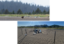 Load image into Gallery viewer, Brown bear prowling around a food cache protected by an electric fence in forest clearing in Alaska mountain behind
