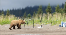 Load image into Gallery viewer, Brown bear walking around electric bear fence that surrounds a food cache.
